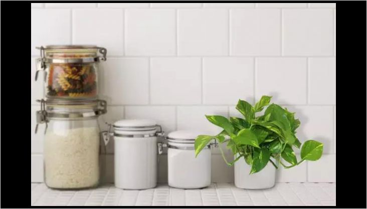 适合净化空气的室内植物，你家有吗？
